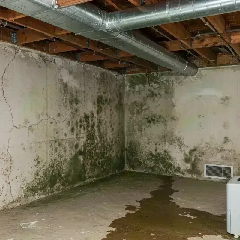 Professional Mold Removal in Jackson County, KY